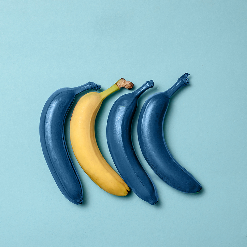 Ideas concept with blue bananas and one yellow banana on blue background.
